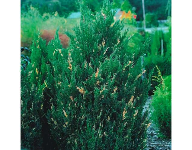 Можевелник Stricta